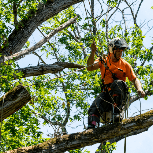 Tree Removal Sarasota