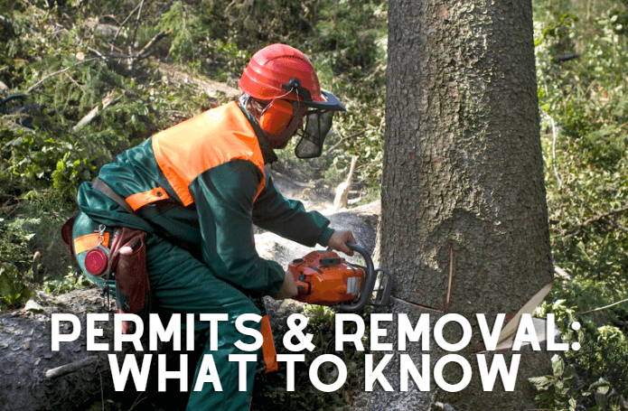 Permits and Removal: What to Know