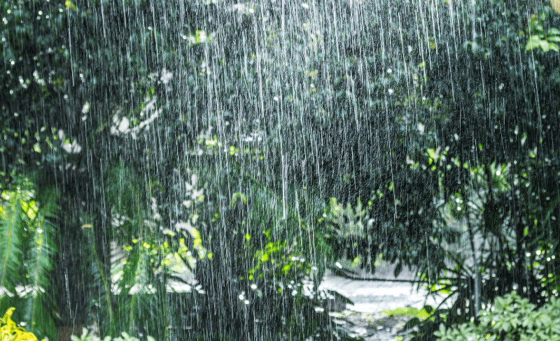 Rain and Trees