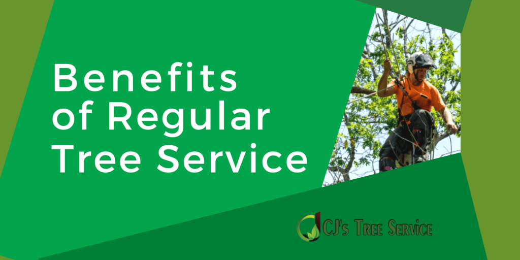 Benefits of Regular Tree Service