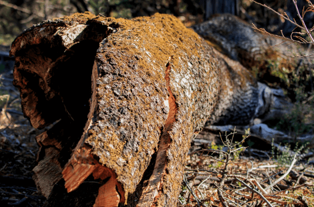 Dead Tree in Sarasota