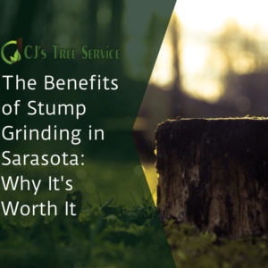 The Benefits of Stump Grinding in Sarasota: Why It's Worth It