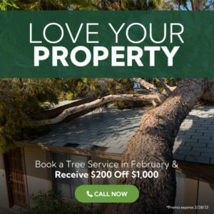 Book a Tree Service This Month and Save $200!