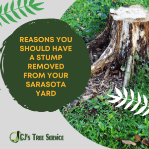 Reasons You Should Have a Stump Removed from Your Sarasota Yard