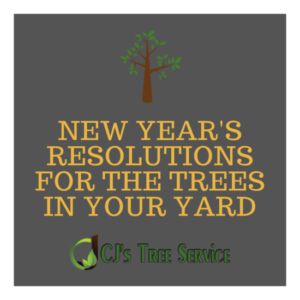 New Year's Resolutions for the Trees in Your Yard
