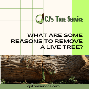 What are Some Reasons to Remove a Live Tree?