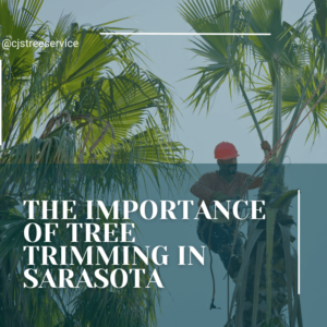 The Importance of Tree Trimming in Sarasota