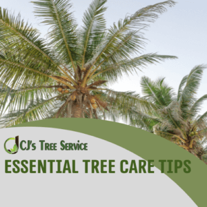 Essential Tree Care Tips in Bradenton and Sarasota